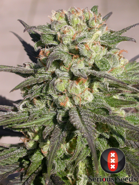Warlock (Serious Seeds)