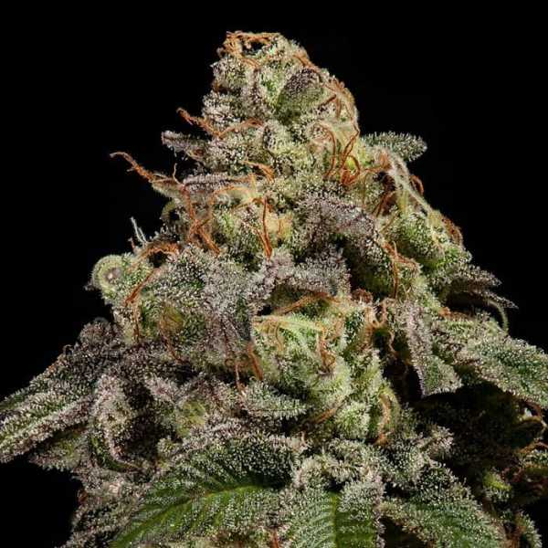 OMG (Ripper Seeds)