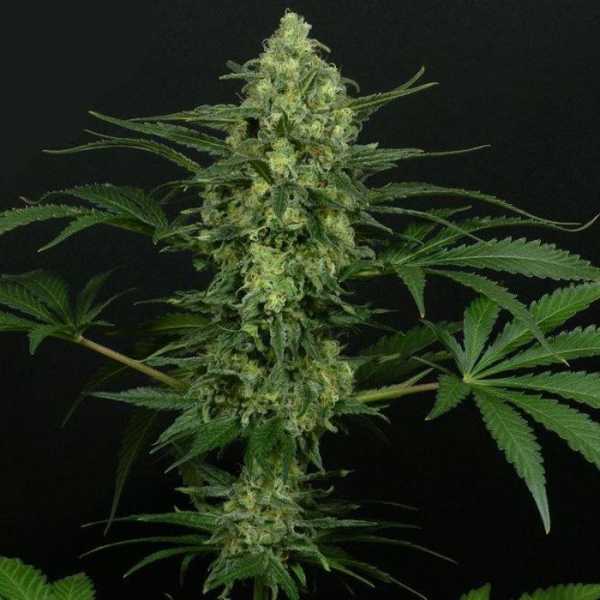 Preview: Criminal+ (Ripper Seeds)
