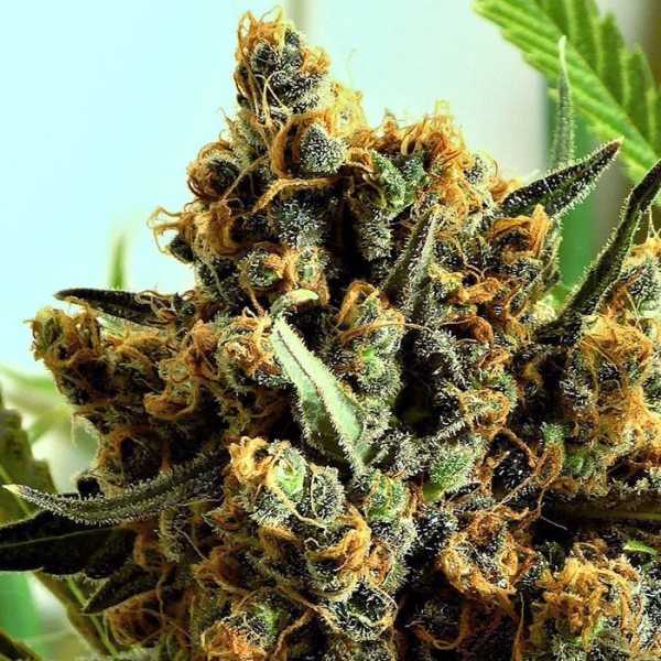 Criminal+ (Ripper Seeds)