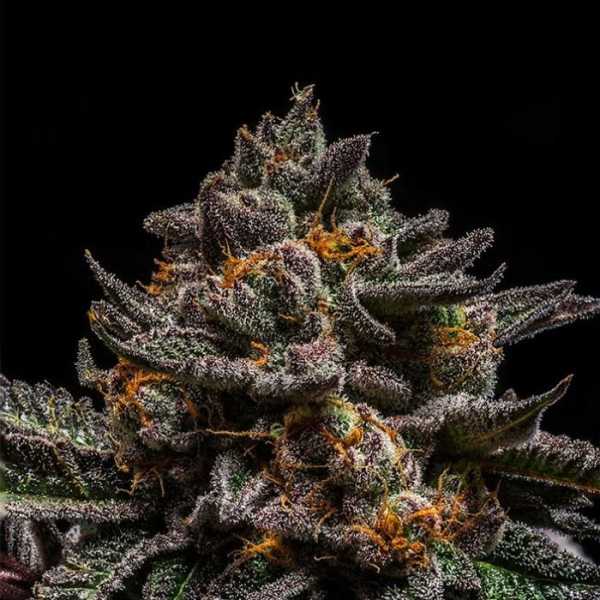 Brain Cake (Ripper Seeds)