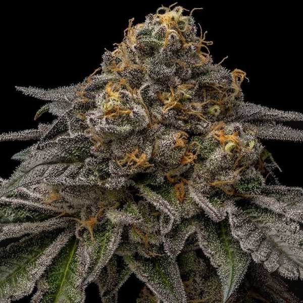Break Pad Breath (Ripper Seeds)