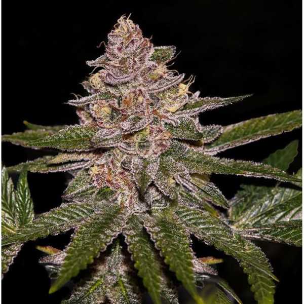 Radical Juice (Ripper Seeds)