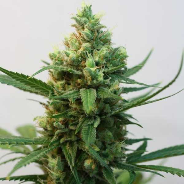 Toxic (Ripper Seeds)