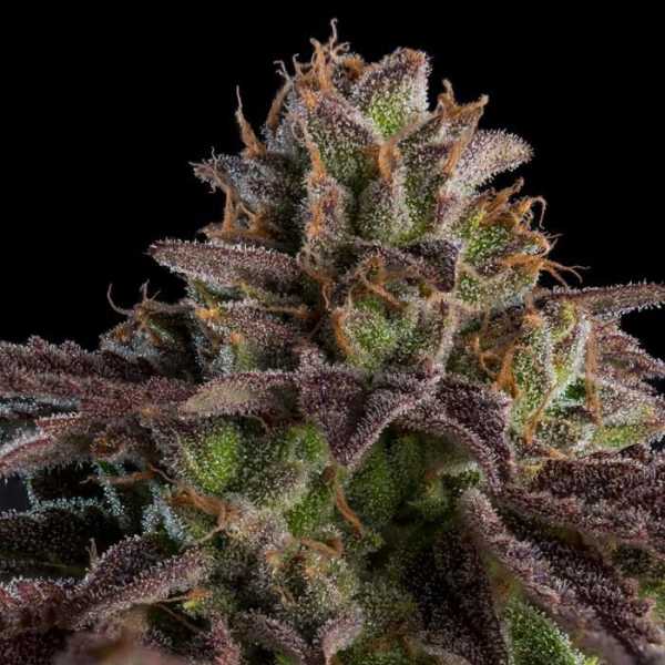 Kmintz (Ripper Seeds)