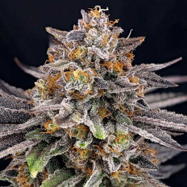 Candy Gaz (Ripper Seeds)