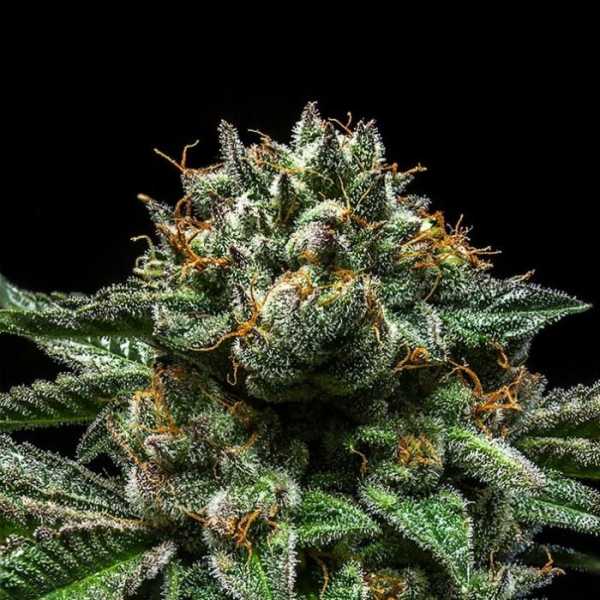 Chempie (Ripper Seeds)