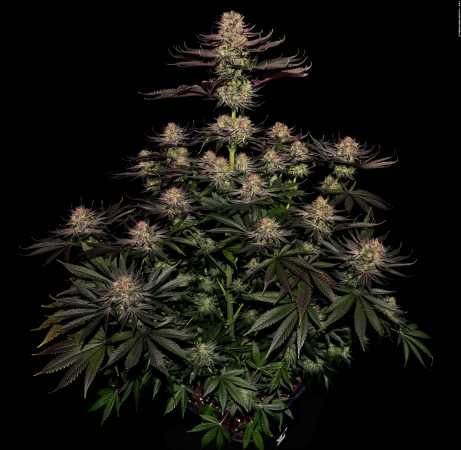 Seriotica (Serious Seeds)