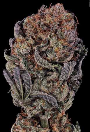 Seriotica (Serious Seeds)