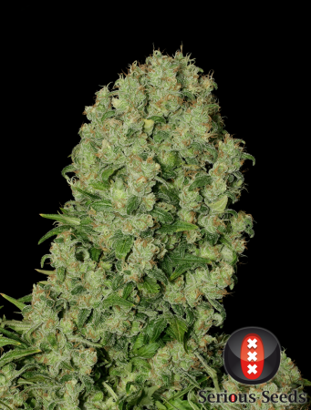 Auto White Russian (Serious Seeds)