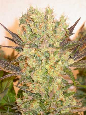 Motavation (Serious Seeds)