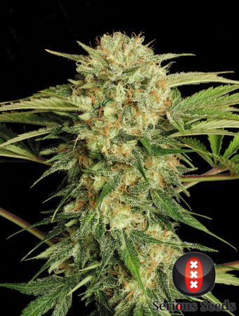 Motavation (Serious Seeds)