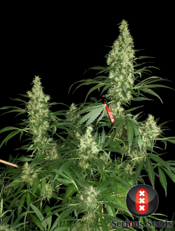 Kali Mist (Serious Seeds)