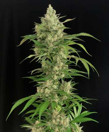 Seriosa (Serious Seeds)