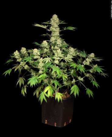 AK-47 (Serious Seeds)