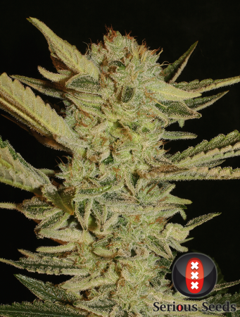 Bubblegum (Serious Seeds)