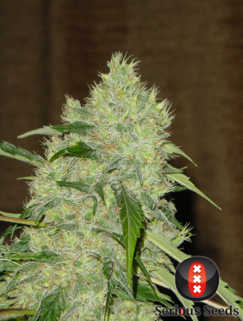 Bubblegum (Serious Seeds)