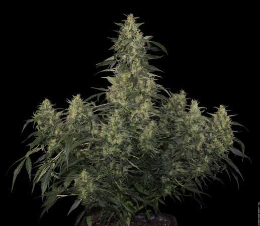 CBD-Chronic (Serious Seeds)