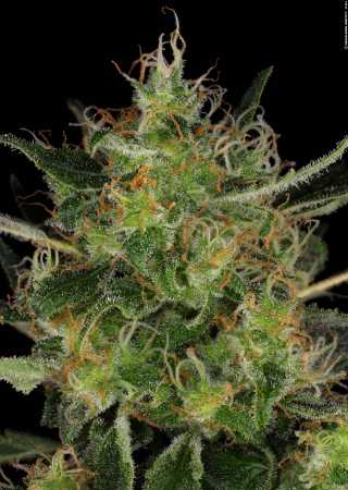 CBD-Chronic (Serious Seeds)