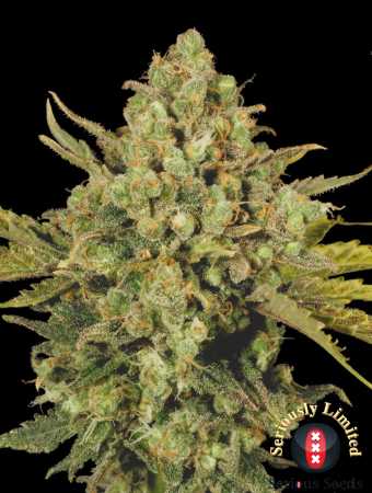 CBD-Warlock (Serious Seeds)