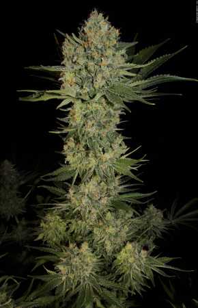Serious Kush (Serious Seeds)