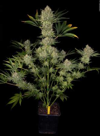 Serious Kush (Serious Seeds)