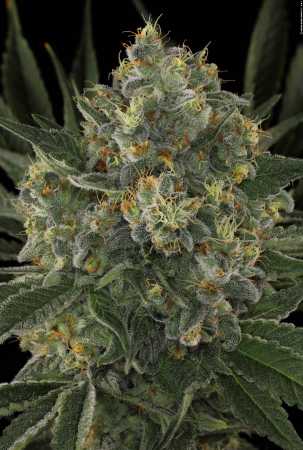 Serious Kush (Serious Seeds)