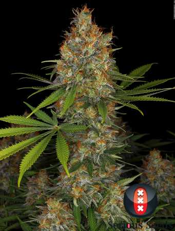 Strawberry AKeil (Serious Seeds)