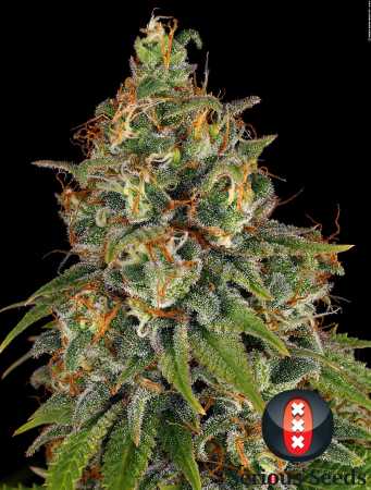 Strawberry AKeil (Serious Seeds)