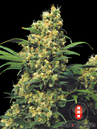 Warlock (Serious Seeds)