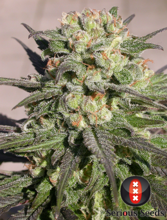 Warlock (Serious Seeds)