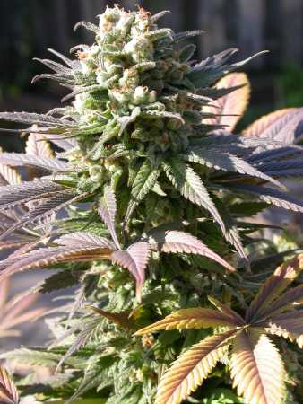 Warlock (Serious Seeds)