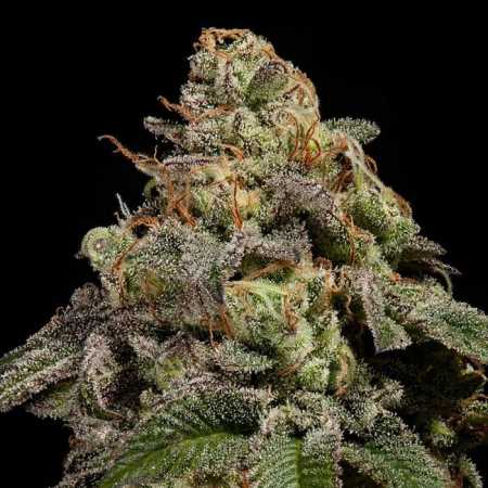 OMG (Ripper Seeds)