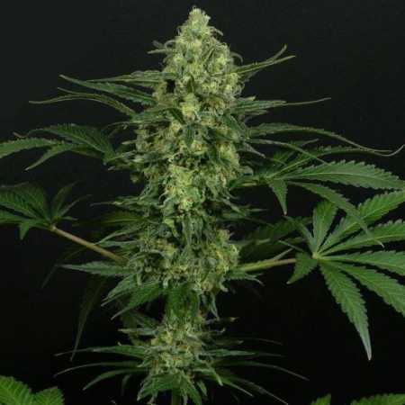 Criminal+ (Ripper Seeds)