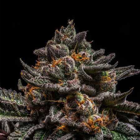 Brain Cake (Ripper Seeds)