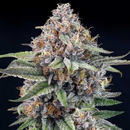 Eyeballz (Ripper Seeds)