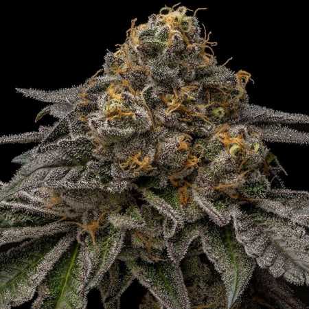 Break Pad Breath (Ripper Seeds)