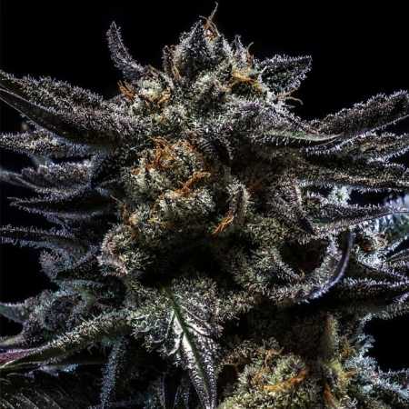 Zombie Kush (Ripper Seeds)