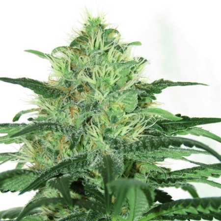 Sideral (Ripper Seeds)