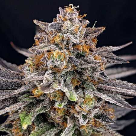 Candy Gaz (Ripper Seeds)