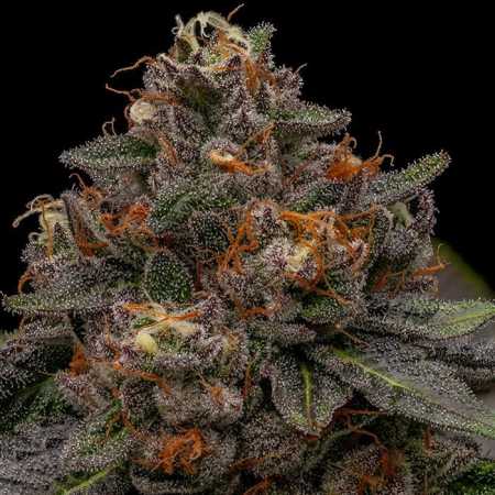 Korenji (Ripper Seeds)