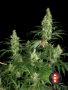 Kali Mist (Serious Seeds)